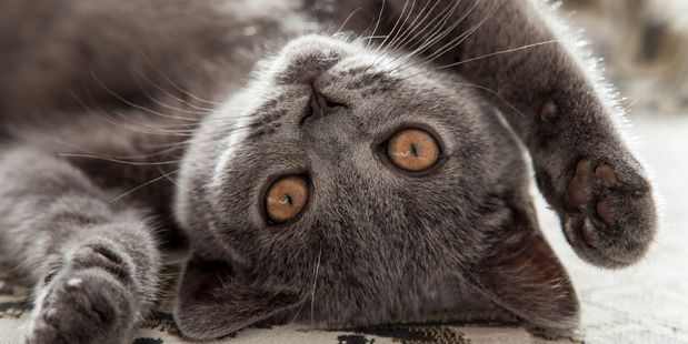 Police have come to the rescue of a cat running across the packed Auckland Southern Motorway this morning. Photo / 123RF