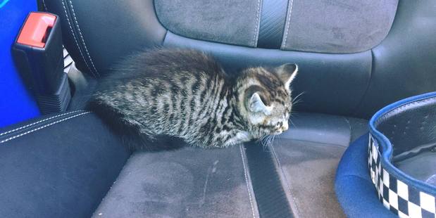 Little Khyber making himself at home in the back of a police car after he was rescued from the Southern Motorway near Newmarket three months ago. Photo / Police