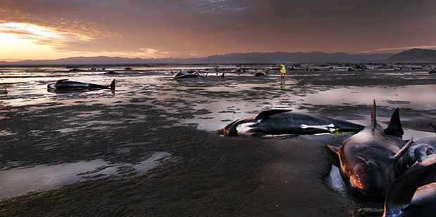 Whales stranded at Farewell Spit this morning. Photo / Jane Ussher/ThisNZLife