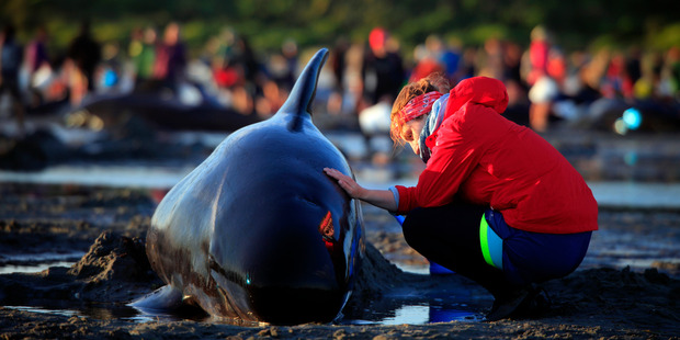 No fresh whale strandings seen in New Zealand