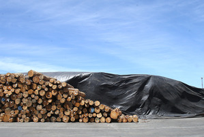 FUMIGATION: Many logs at Port of Tauranga are treated with deadly methyl bromide gas before being exported. PHOTO / JOHN BORREN