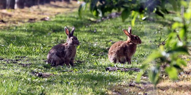 A variant of the Rabbit Haemorrhagic Disease is planned for release throughout Otago this autumn. Photo / File