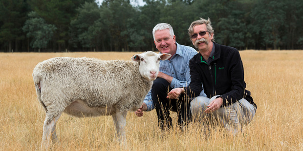Sharon, the mutant Felting Lustre sheep, with AgResearch scientists David Scobie (left) and Jeff Plowman. Photo / Supplied