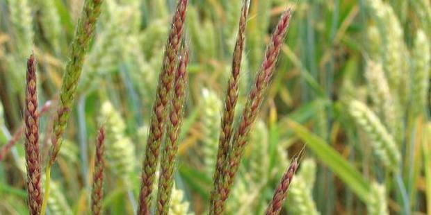 Blackgrass has been found in Mid Canterbury.