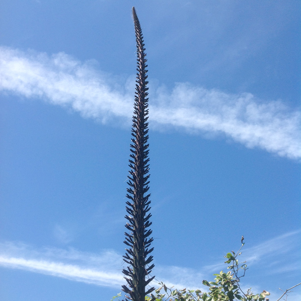 A New Zealand woman had no idea her succulent would burst into the sky overnight. Photo / Brian and Gaye Mullin