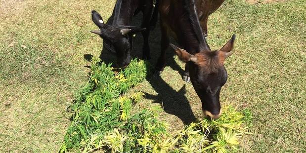Cannabis cows caught red-handed. Photo / Facebook