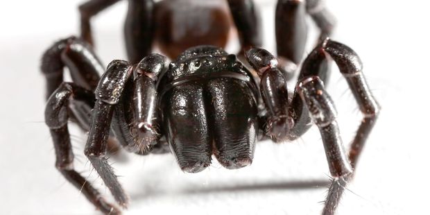 Matthew Mitchell was working in a shed with his father when he was bitten on the finger by the deadly funnel-web spider. Photo / 123RF