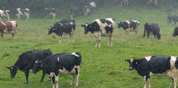 A "reverse drought" with persistent rain and poor sunshine hours has severely reduced grass growth, say stressed West Coast dairy farmers. Photo / File