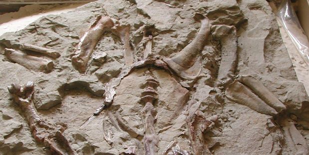 The skeleton of an ancient Kawhia giant penguin was discovered by a group of young explorers from the Hamilton Junior Naturalist Club.