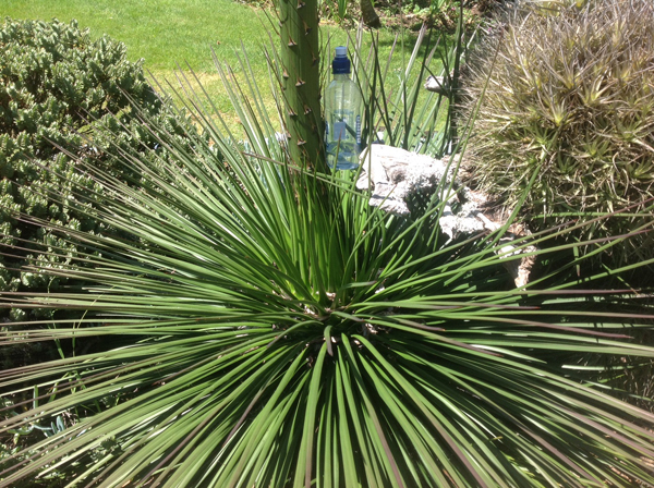 Agaves usually grow to a height of around 3 metres. Photo / Brian and Gaye Mullan