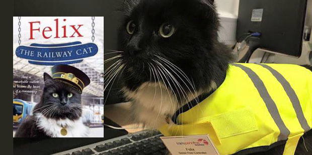 Meet Felix the Huddersfield Station Cat. Photo / Facebook