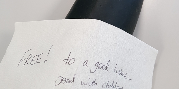 Marrow season is upon us. "Found on the work tearoom table," writes Abby. Photo / Supplied