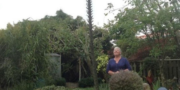 Gaye Mullin, from Waitara, discovered her Agave Geminiflora is getting ready to bloom. Photo / Brian and Gaye Mullan