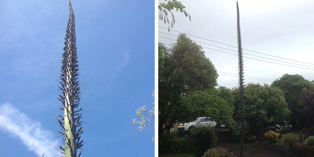 A New Zealand woman had no idea her succulent would burst into the sky overnight. Photo / Brian and Gaye Mullan