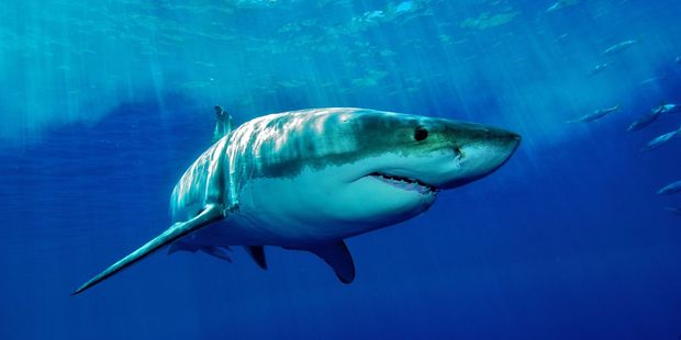 Swimmers and pet owners are being warned stay away from a south Sydney beach after a dog was taken by a shark.