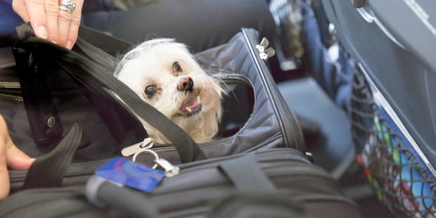 Some passengers have tried to smuggle their pets on board. Photo / Getty Images