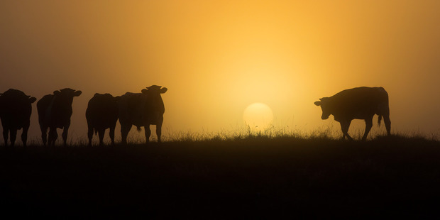 Geoff Wallace wants a stockman who can keep his trousers up and his phone away. Photo / File
