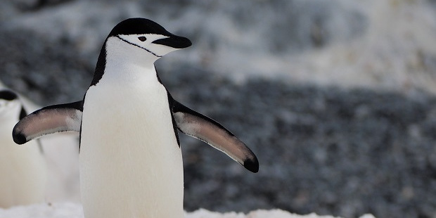 Chinstrap penguin on Halfmoon Island. Photo / 123RF