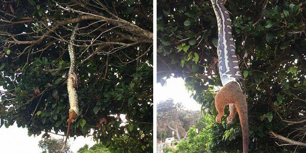Python stuns crowds in Byron Bay by eating a possum whole. Photon/ Simone and Michelle Hunjak