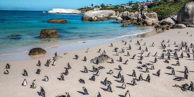 Boulders Beach, Cape Town. Photo / 123RF