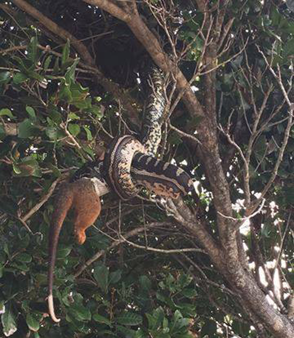 It took the python approximately 15 minutes to devour the possum. Photo/ Simone and Michelle Hunjak