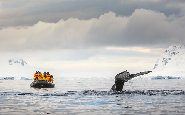 Tourists look on as a humpback whale flukes as it dives deep to feed. Photo / Getty Images