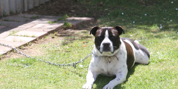 Titan, the dog that went to the rescue when an Awanui man was attacked last year. Photo / Peter Jackson