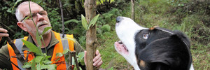 Biosecurity dog Rusty spotting a batwing passionflower vine at Whangaroa for his master, John Taylor.
