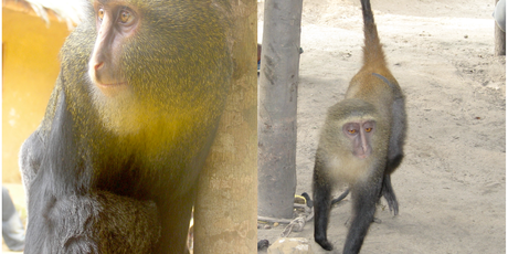 An adult male, left, and a sub-adult female. Photos / M. Emetshu / J. A. Hart.