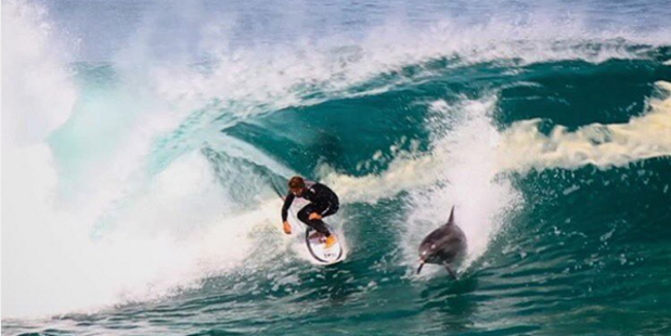 A dolphin dropping in on Soli Bailey while surfing. Photo / Instagram