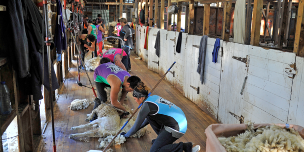 Members of the K Williams Shearing gang. Photo / Liam Clayton