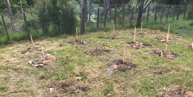 Police ripped out 16 legal hemp plants grown by Willie Kaa at Rangitukia Station on the East Cape. Photo / Supplied