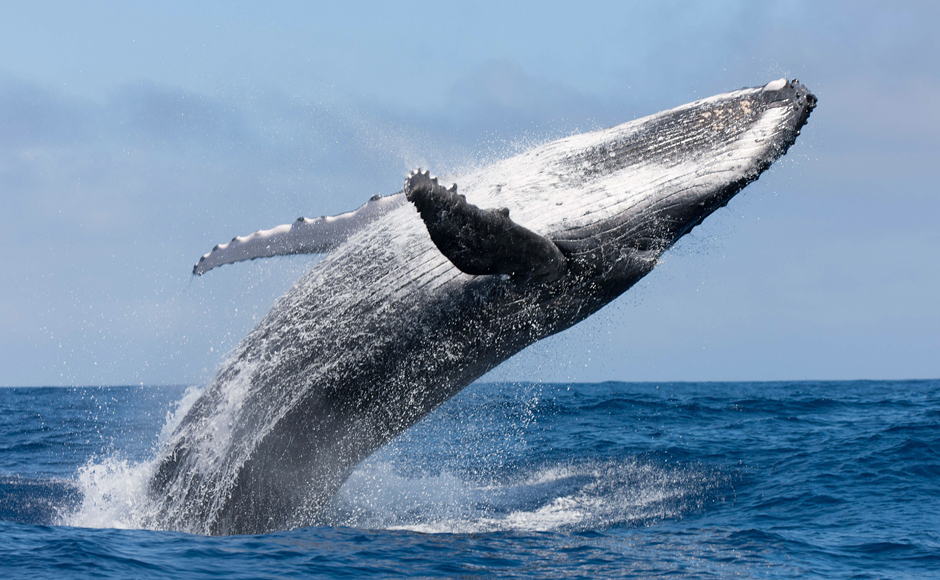 Whale deep sea September 2012