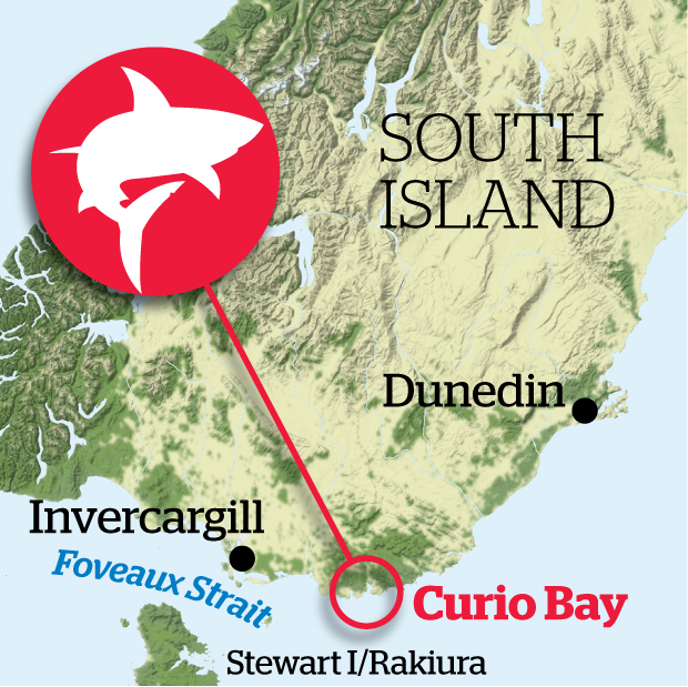 Shark bites leg of French tourist in rare New Zealand attack