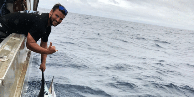 Matt Masters in the process of tagging and releasing a striped marlin during the Radz Challenge which took place off the west coast of Ahipara on Saturday and Sunday.