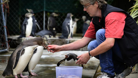 ratz feeds yellow-eyed penguin chicks as snares penguin