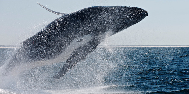 Whales Without Borders News: Scientists seek to ban proposal to kill whales for research