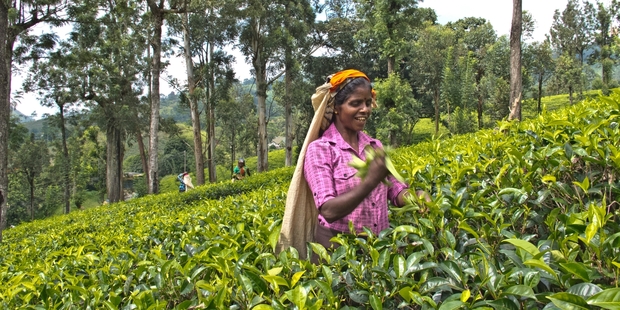 With a bit of help, the writer got to see the tea plantations of Sri Lanka despite injuring her leg on holiday. Photo / Alex Robertson
