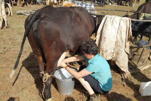 Sharon Morrell milking in Kenya. Photo/supplied