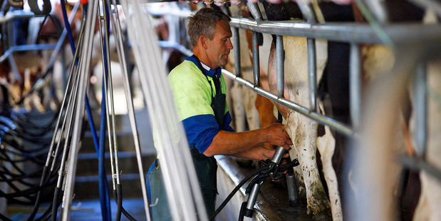 Fonterra should only purchase and process volumes of raw milk that make economic sense. Photo / Getty