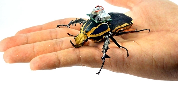 The microchip backpack is strapped on to the beetle using organic beeswax.