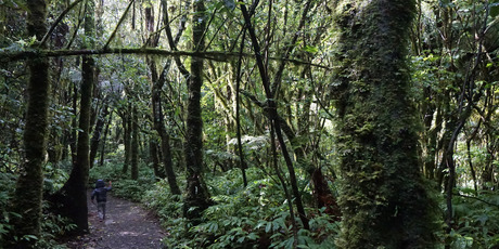 The track to Marokopa Falls, west of Waitomo. Photo / Eveline Harvey