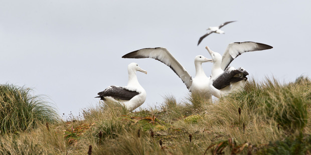 Albatross can be seen on Otago Peninsula. Photo / Greg Bowker 