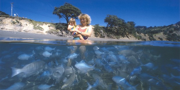 Goat Island marine reserve is teeming with life. Photo / Forest and Bird