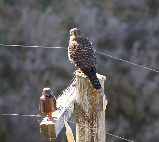 There are 29 species of birds on the island, including the falcon. 