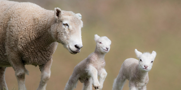 They may look cute but cleaning up after them is no picnic says Jamie Mackay. Photo / Michael Craig