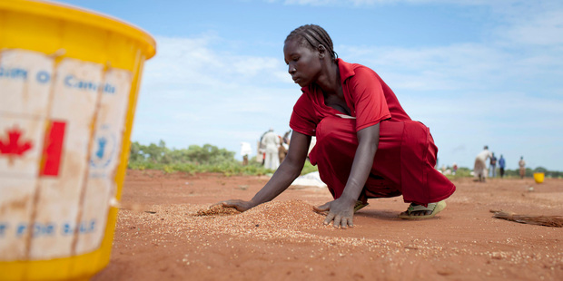 A woman gathers sorghum spilled by a broken bag after a World Food Programme air drop of food supplies. Photo / AP
