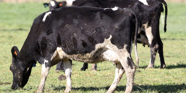 The bacterial disease Mycoplasma bovis has been identified on a South Canterbury dairy farm.
