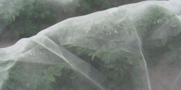 This fine plastic mesh was trialled at the Foundation for Arable Research Chertsey site in 2014. Photo / File