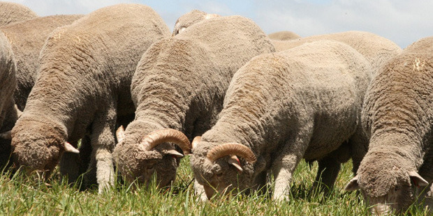 The beginning of the new-season merino wool saw a full bench of buyers competing strongly for all micron categories. Photo / File